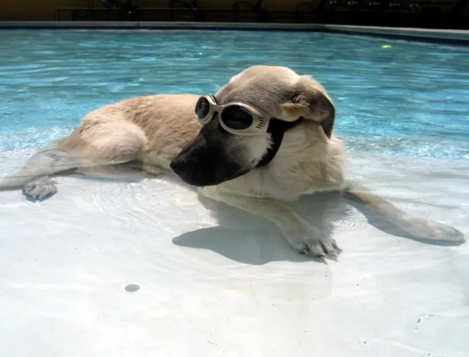 Dog with sunglasses